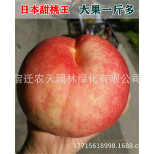 ������P��ˮ�Ҙ���޽��Ҙ���������t��Ҙ�����̓���ͥԺ����