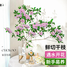 ȸNˮֲr֦ˮBGֲ҃rԻRRľ