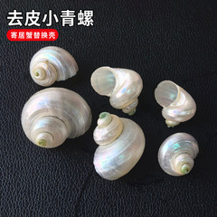 皮をむいて小さい青のサザエの寄居蟹は殻の天然のサザエの貝殻の水槽の水族の造景の装飾の夜のサザエの卸売りを交換します。