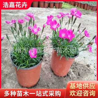欧石竹 绿化盆栽欧石竹石竹花海绿化草坪绿化工程绿化营养钵青州