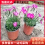 青州工程花海绿化石竹