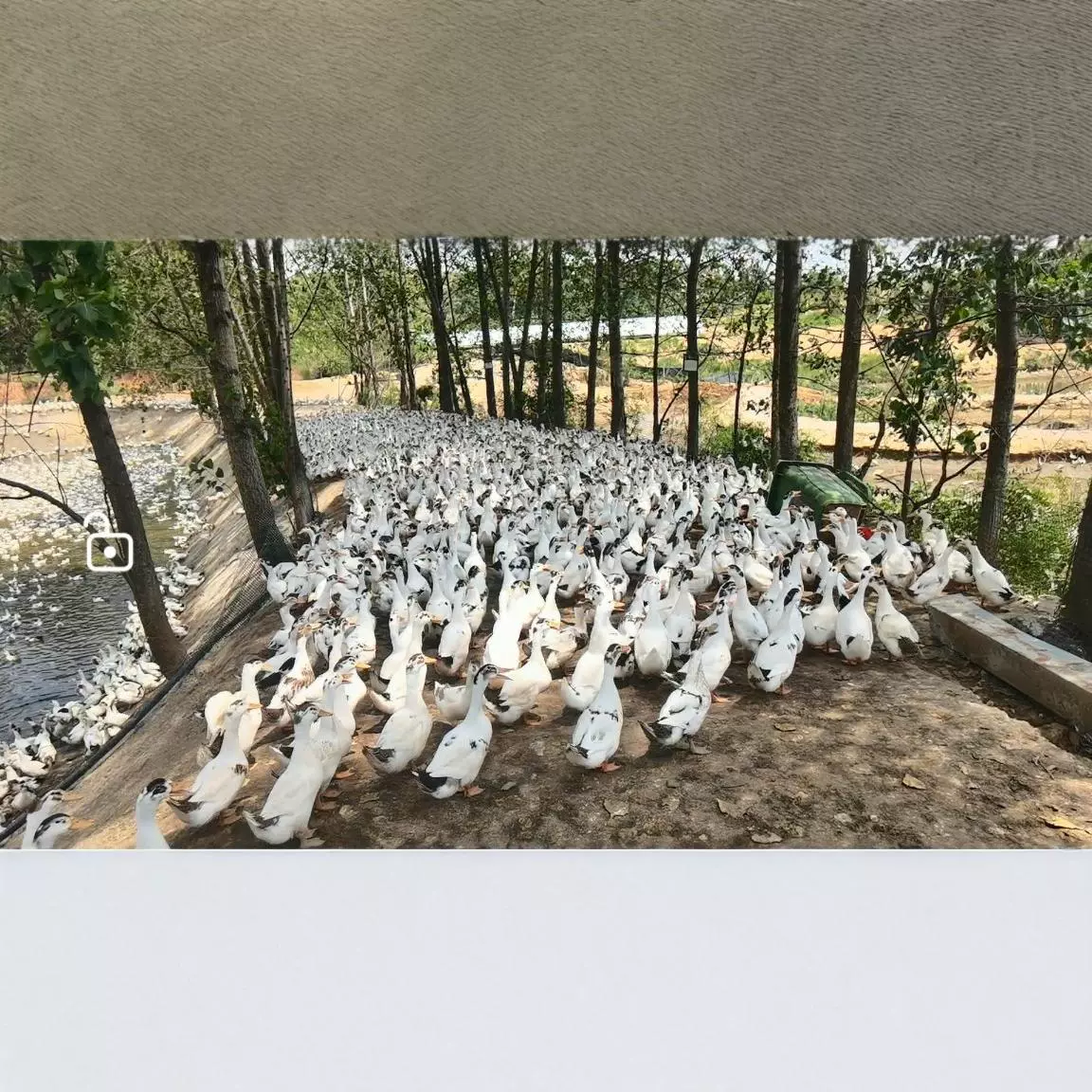 утка, кружевная утка, экологическое разведение