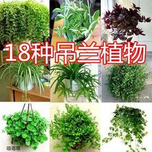 蕨类室内外垂吊盆栽花卉常春藤牡丹吊兰类鸟巢蕨甲醛植物阳台绿植