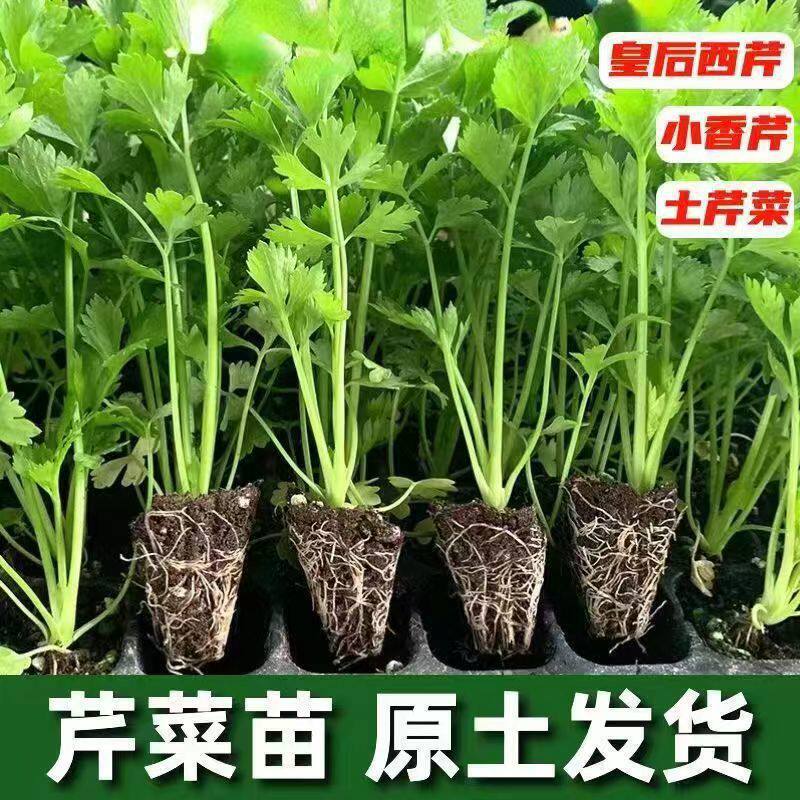 Four-season celery seedlings, celery seedlings, mountain celery seedlings, vegetable seedlings, potted plants for balcony and garden planting Four-season celery seedlings, celery seedlings, mountain celery seedlings, vegetable seedlings, potted plants for balcony and garden planting