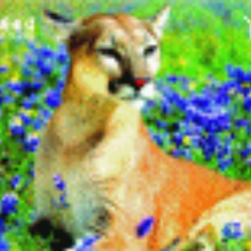 专制作动画卡厂家,品牌,出货快上誉pet光栅,裸眼立体3D卡片生产