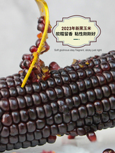 【大棒12支】新糯玉米新鲜现摘真空装包甜糯黏2023年新黑玉米代餐