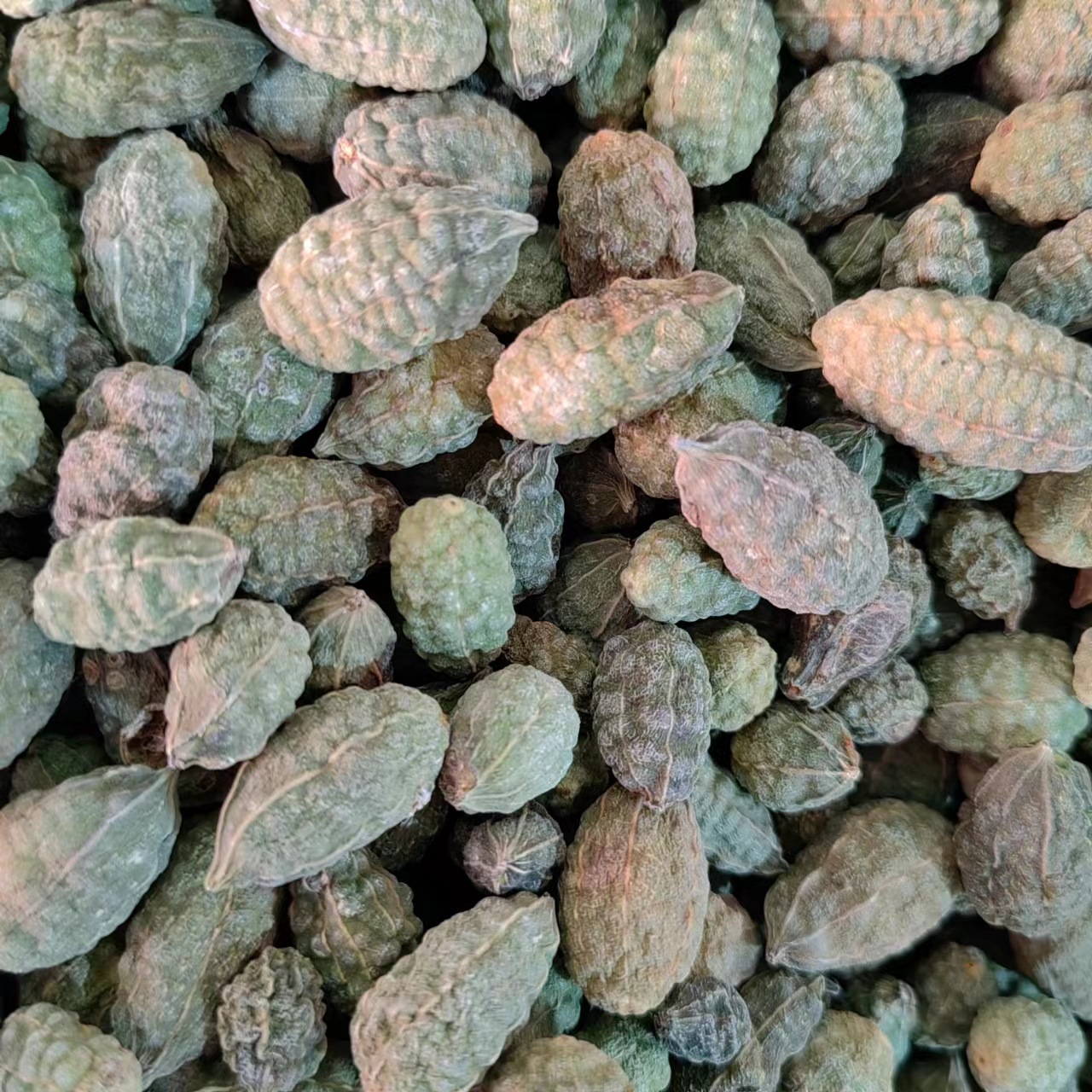 Wild Watermelon Fruit (Capparis spinosa) — Dried TCM Herb, 500g, Powder Available key features