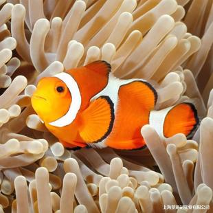 �~�^�p�~С��ӡ��ѩС���~��ĪС���~�����˹�����ںں�ˮ�����~