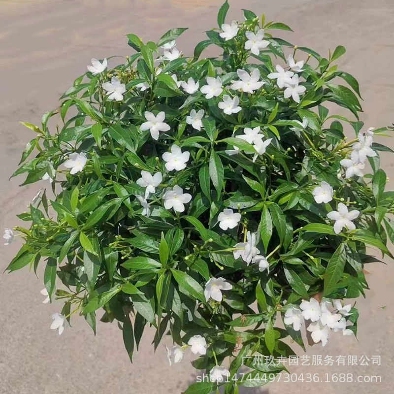 Жемчужный собачий зуб вечнозеленый кустарник в горшке двор озеленение улицы достопримечательности декоративные растения живая изгородь цветок зеркало Большие растения