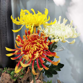 PU花菊花 PU手感大朵菊花 九月菊 凤尾菊万寿菊花卉PU花花