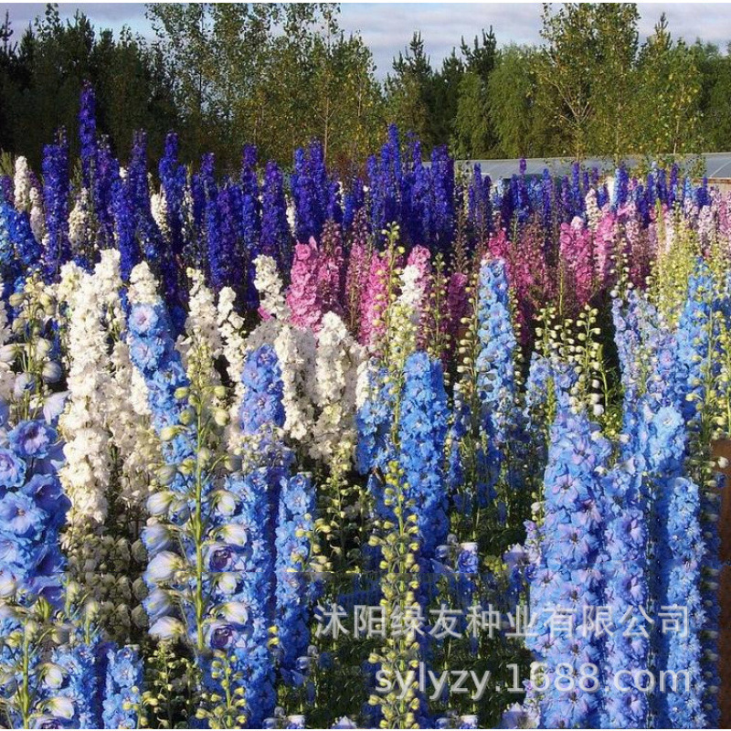 Semillas de flores, semillas de flores.