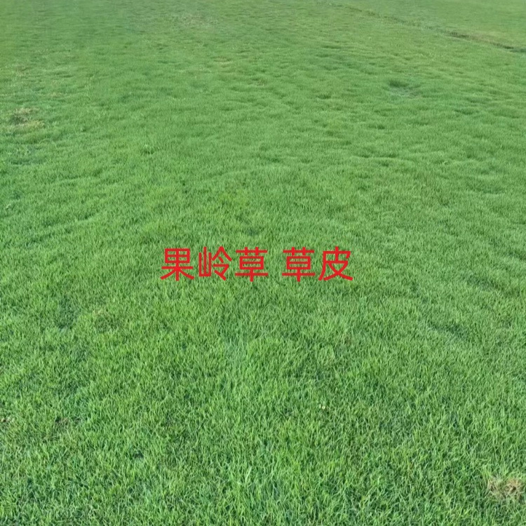 Основание газона для гольф-полей, всесезонный зеленый газон, проект озеленения двора, зеленое покрытие для сада, всесезонный зеленый газон.