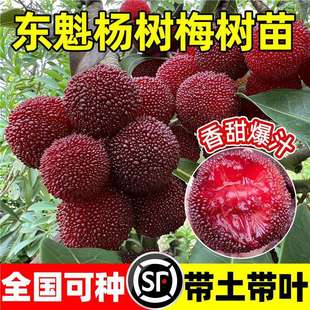 �ɾӖ|����÷������Ϸ��޽ӗ�÷�������������ش�|������Y��