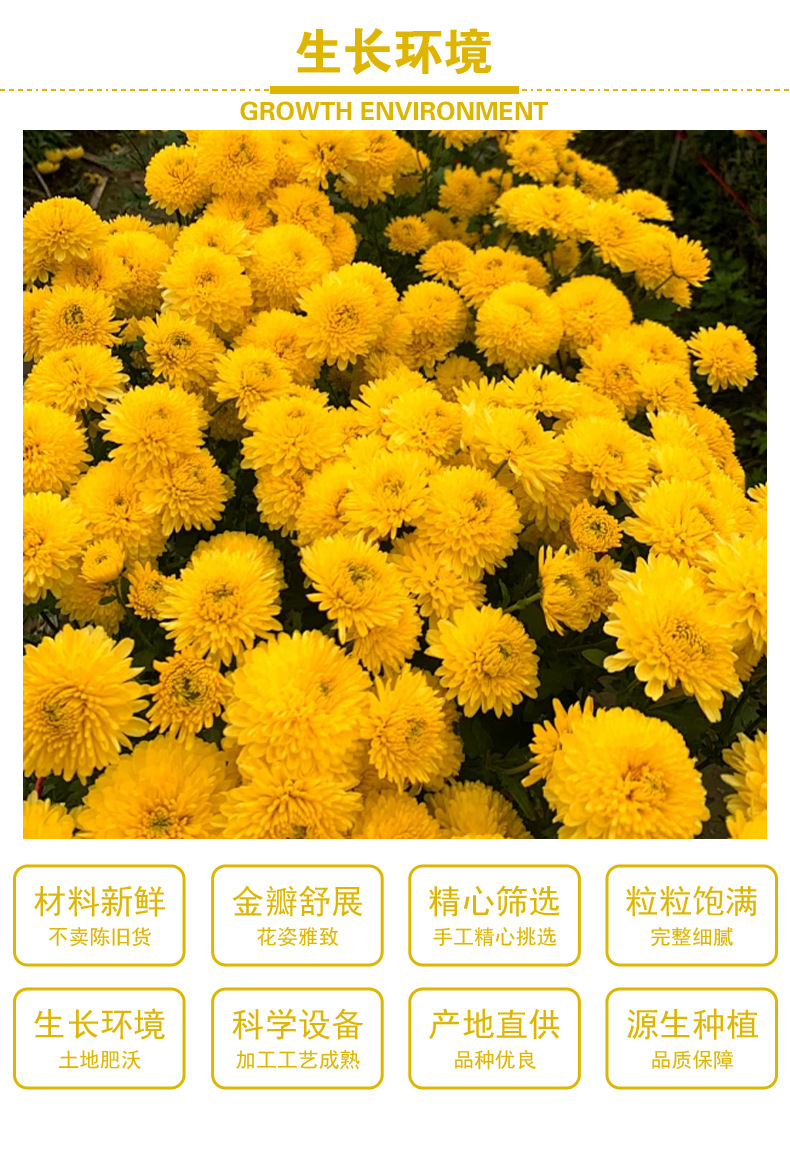 Golden Silk Imperial Chrysanthemum Tea (Chrysanthemum morifolium) — Premium Dried Flower Herbal Tea key features