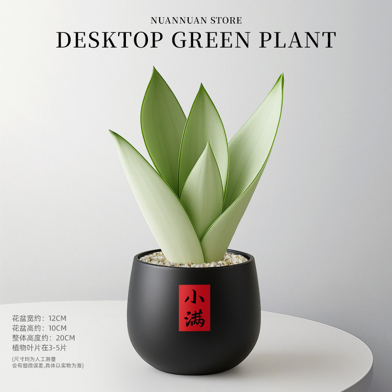 精选白玉虎皮兰（3-5片叶子）+黑色圆钵盆+小满贴纸圆满吊牌