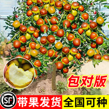 �������󗗳��𶬗��ϱ����Nֲˮ���������ͥԺ���԰���մ����