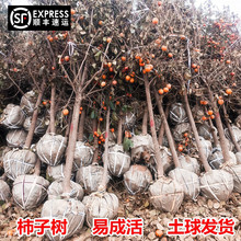 ���Ә�����ش����o�˴���ţ���������ϱ����Nֲ�����ͥԺ����