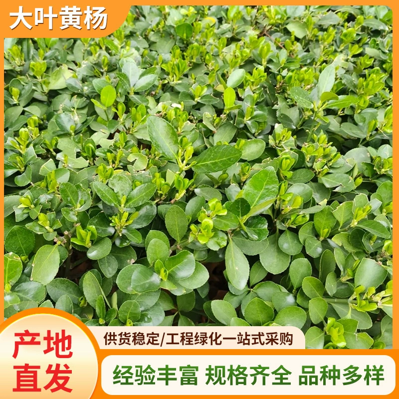 Большолистный самшит с обильным листьями, горшечное растение для очистки воздуха в офисе, вечнозеленое зеленое растение во дворе виллы для всех сезонов.