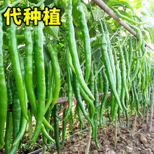 青椒线椒杭椒早熟高产蔬菜四季代种植集采订单千亩基地