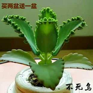 不死鳥多肉植物圖片 海量高清不死鳥多肉植物圖片大全 阿里巴巴