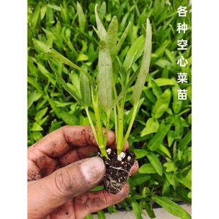 �ļ����~���Ĳ���N������߮a�����~���Ĳ����玧����������ˮ��