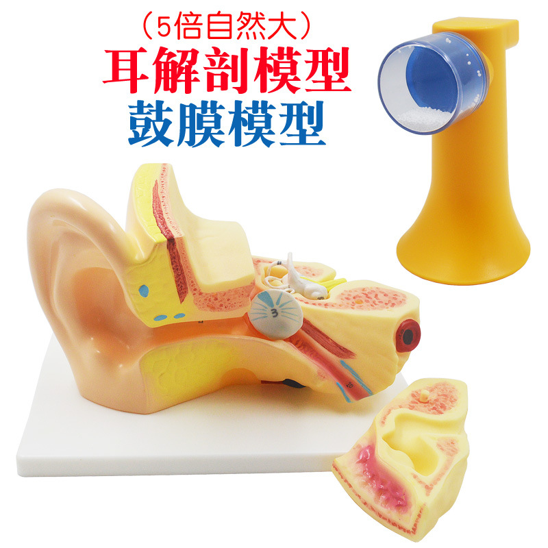 耳解剖放大模型 5倍自然大 耳蜗模型 外耳中耳内耳医学演示模型