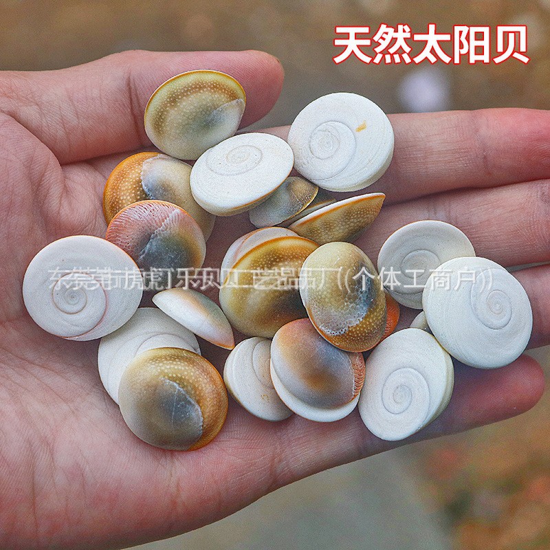 Concha Daquan natural con cera de pescado, materiales decorativos mediterráneos DIY al por mayor