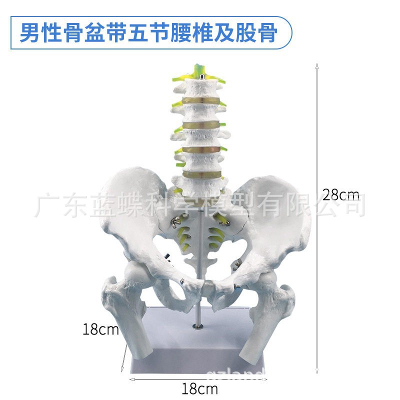 ��ѧ������׼�Ů�Թ��輰�ӹ�ģ��Ů����ǻ�ṹ������׼��⿵��