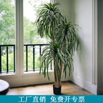 仿真龙血树绿植奶油风客厅室内假植物龙须树落地装饰盆栽摆件假树
