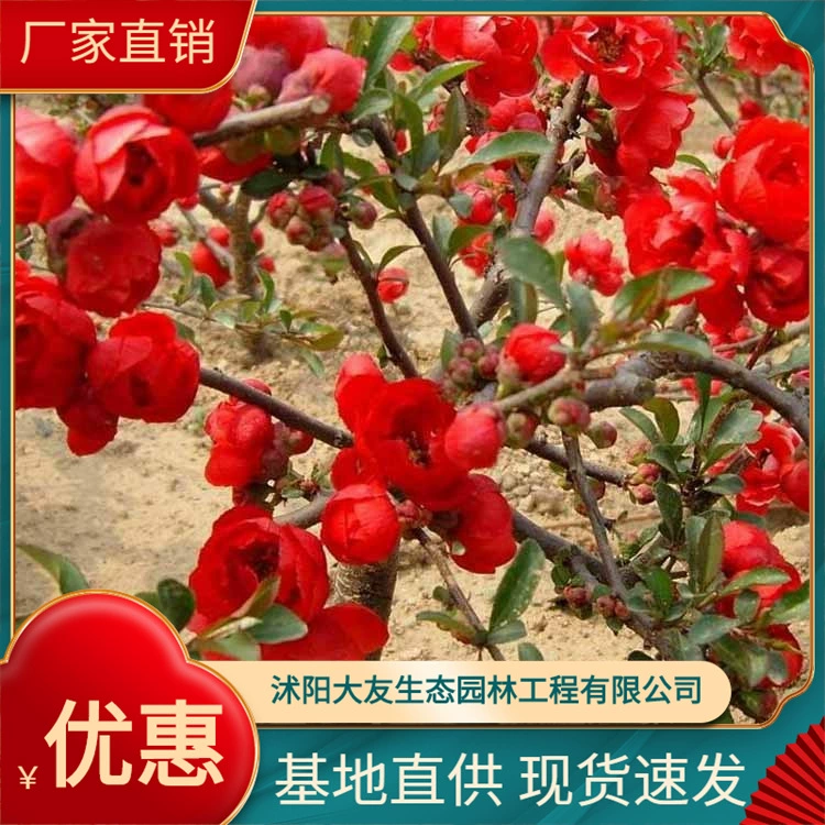 Поставка всех видов инженерного озеленения большое количество оптом Бегония японская 2 года рассада кустарника