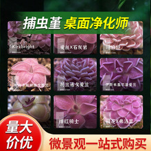 ���ճ�����x��̦�\΢���^ʳ�xֲ���R��ǡ�Z���~횈A���h��