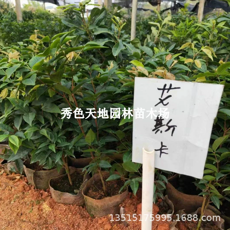 Улучшенный пакет для посадки во дворе Жизнь на юге и севере Посадка в горшке Четыре сезона Гарбо Фруктовое дерево Фруктовая рассада Привитое дерево Виноградная рассада Фруктовое дерево