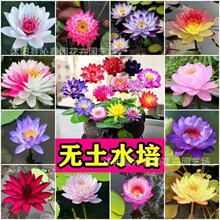（一件代发）水生碗莲种子水培植物四季种易活花卉睡莲荷花种子