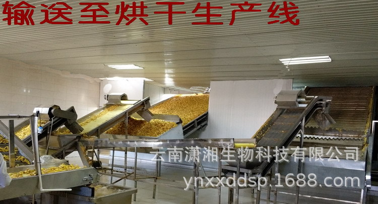 Dried Ginger Slices Gan Jiang 250g Small Yellow Ginger from Yunnan for Tea and Cooking in use