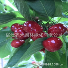 �޽Ӷ��_˹8̖܇���ә����箔��Y��������Nֲ����������Ե���