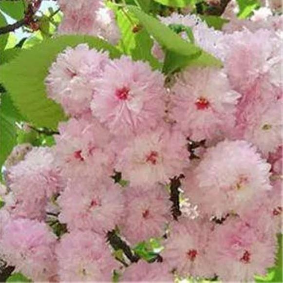 樱花树苗日本樱花嫁接早樱晚樱小苗庭院树苗绿化苗木樱桃