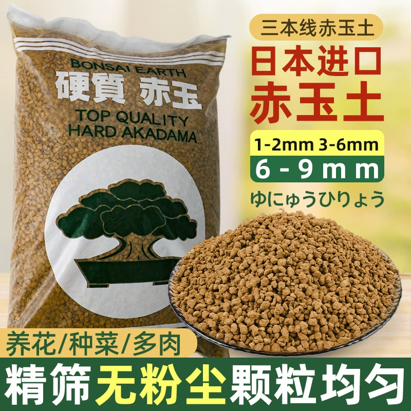 Подлинные три линии красной нефритовой почвы Япония импортировала мясо бонсай специальное растение
