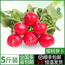 樱桃萝卜新鲜应季水果10斤农家蔬菜小红萝卜甜脆西餐沙拉健身轻食