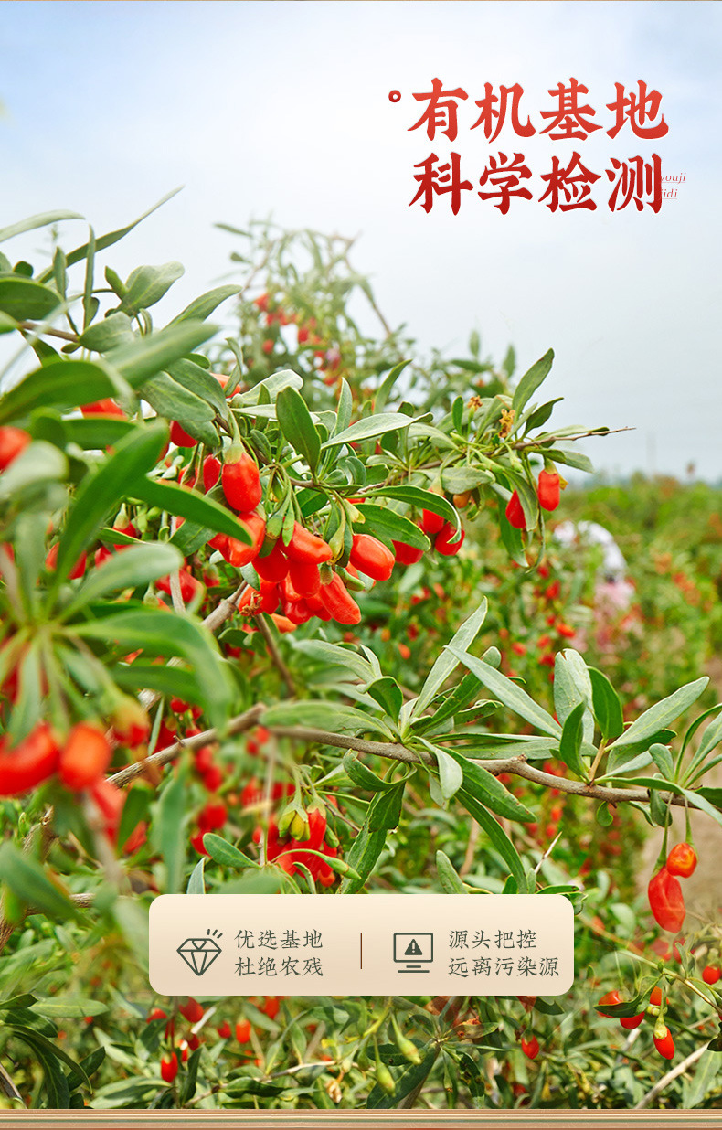 Goji Berry Small Pointed Chili First Harvest Large Fruit 500g Ningxia Dried Wolfberry specifications