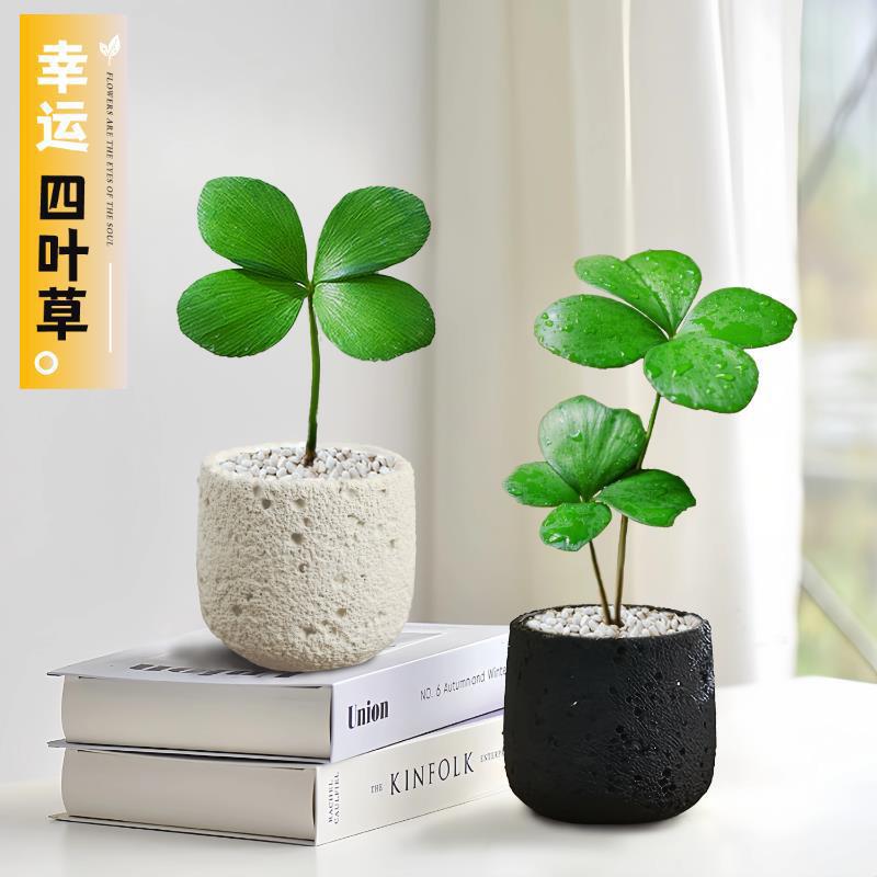 Mexican iron tree four-leaf clover potted plant, indoor green plant for office, desktop mood flower for kindergarten back-to-school