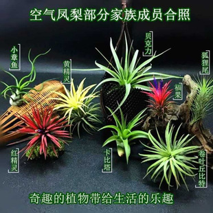 �՚��P��o��ֲ������҃ȃ�������ȩ����[���辰���B����]���l