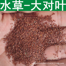 跨境大水草种子 大对叶 水草草坪种子 水生植物 鱼缸造景 1件=1斤