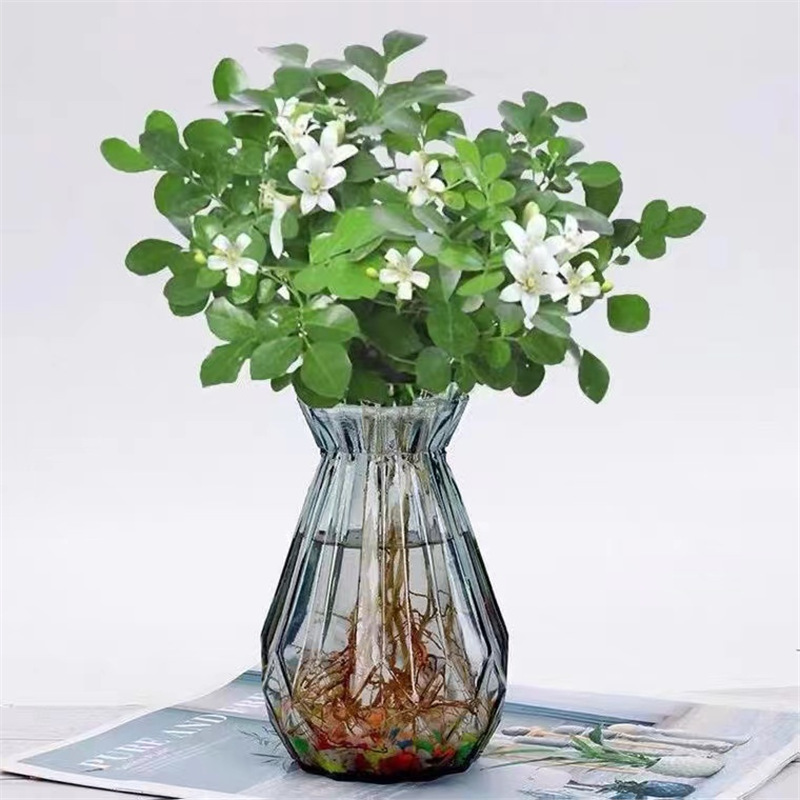 [수경재배 향] 지우리향 10그루(다이아몬드 그레이 유리병) 무영양비료