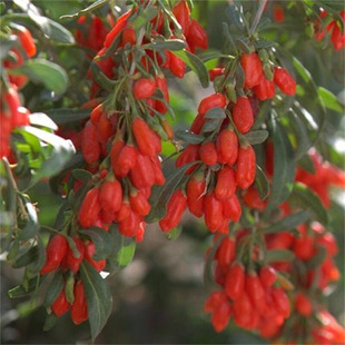 ����������Ե��Թ������Ϸ������ļ��Nֲˮ���猎��Ұ���t��轘�