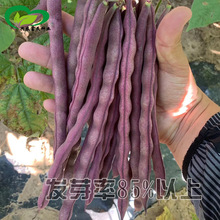 满架红架豆种子 农田菜园嫰荚紫红色鲜嫩无纤维红豆角蔬菜籽