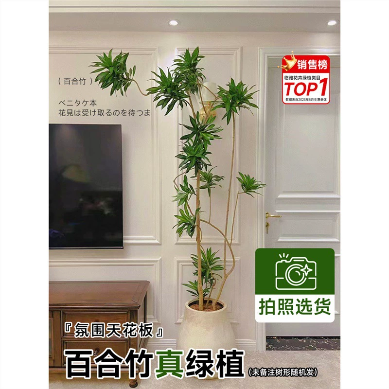 Золотое сердце Лилия Бамбук Настоящее зеленое растение Комнатные Большие растения в горшке Гостиная Пол Бонсай Офис Dracaenas Хорошо подходит для выращивания