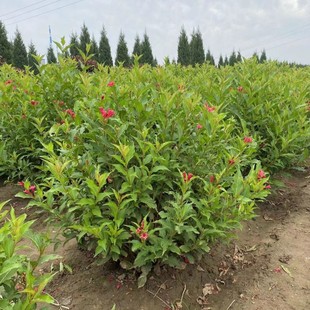 �|���ͺ� �t�����\���� �ļ��\���� �@�־G����� �����\���G�h��