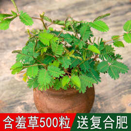 含羞草种子室内阳台花卉种子四季种植害羞草感应草花种子易活