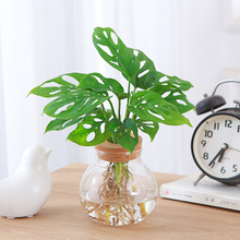 仙洞龟背竹水培小盆栽洞洞芋爬藤垂吊观叶绿植办公室工位水养易活
