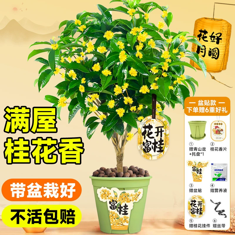 Четырехсезонные посадки османтуса в горшках, комнатные цветочные растения на балконе, сильнодействующий старый пень, цветущий каждый месяц, легко выращивать зеленые растения во дворе.